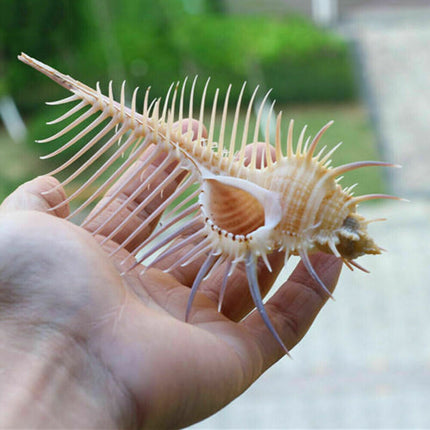 Ancient Conch Comb Conch Shell Aquarium Fish Decoration Specimen Conch