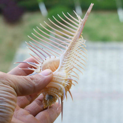 Ancient Conch Comb Conch Shell Aquarium Fish Decoration Specimen Conch