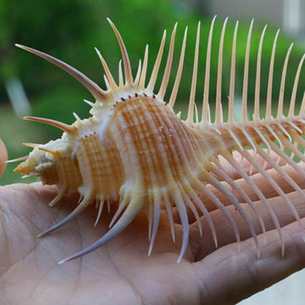 Ancient Conch Comb Conch Shell Aquarium Fish Decoration Specimen Conch